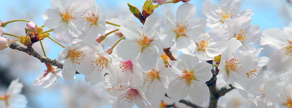 桜の写真画像