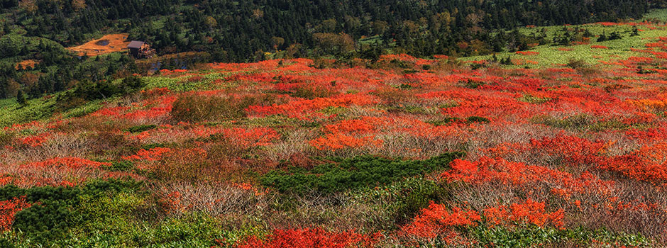 紅葉の写真画像